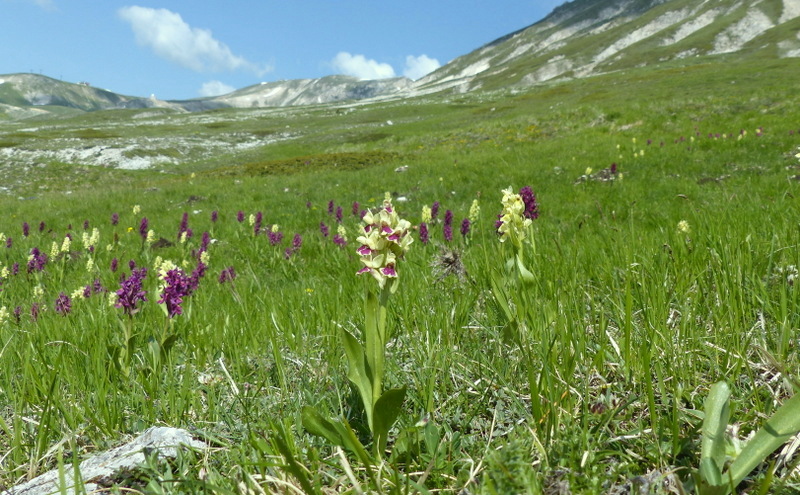 Dactylorhiza sambucina f. chusae  Parco Nazionale del Gran Sasso  giugno 2023.